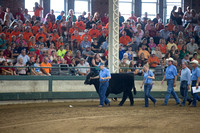 Governor's Steer Show 2014